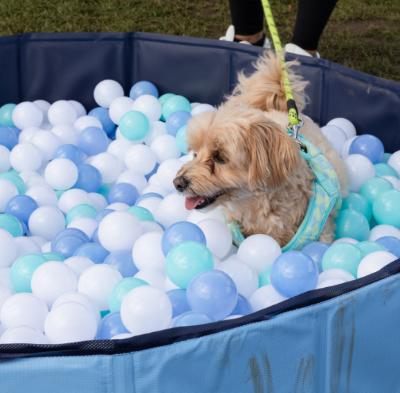 Shot of a dog in a ball pit at Amazon Pet Fest.